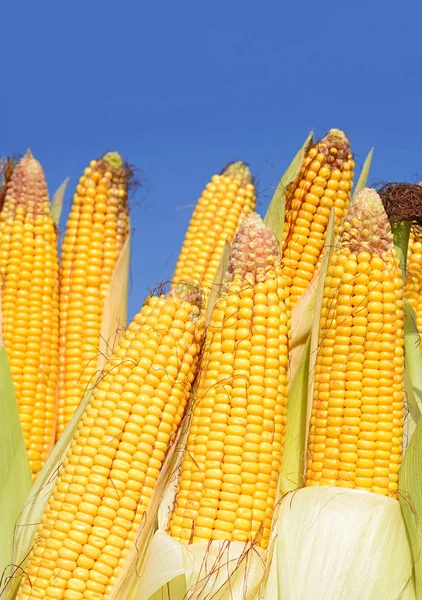 Close View Ripe Corn Cobs Field — Stockfoto