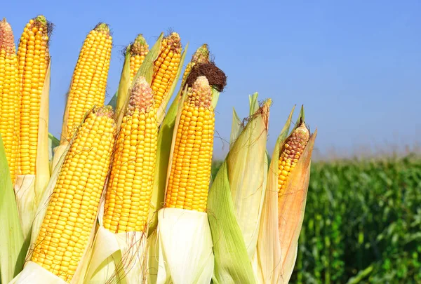 Close View Ripe Corn Cobs Field — 图库照片