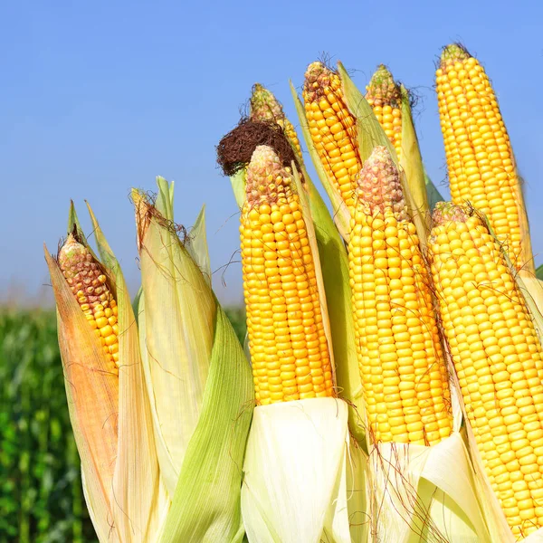 Close View Ripe Corn Cobs Field — Stockfoto