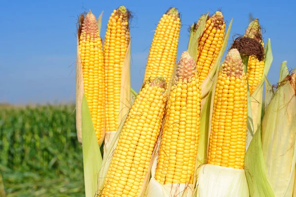 Close View Ripe Corn Cobs Field — Foto de Stock