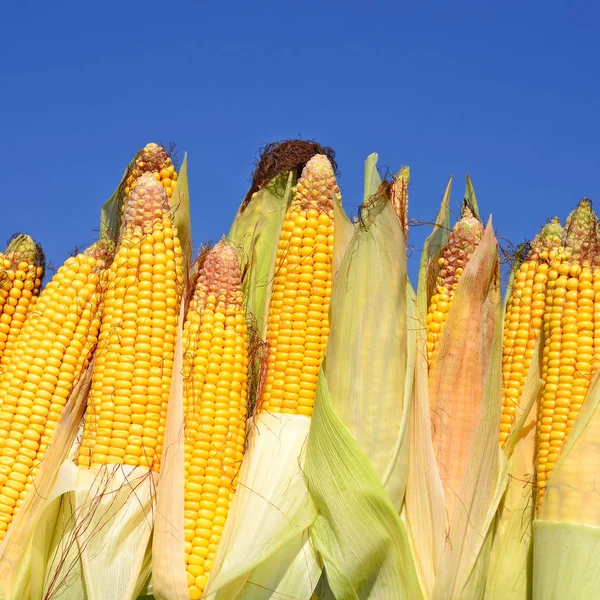 Close View Ripe Corn Cobs Field — Foto de Stock