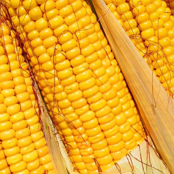 Close View Ripe Corn Cobs — Stock fotografie