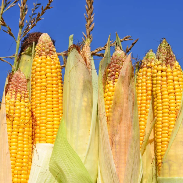Close View Ripe Corn Cobs Field — Stock fotografie