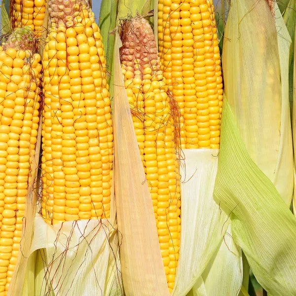 Close View Ripe Corn Cobs Field — Fotografia de Stock