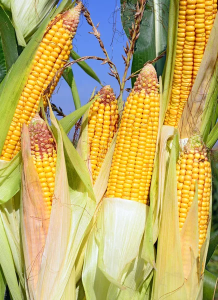 Nahaufnahme Von Reifen Maiskolben Auf Einem Feld — Stockfoto