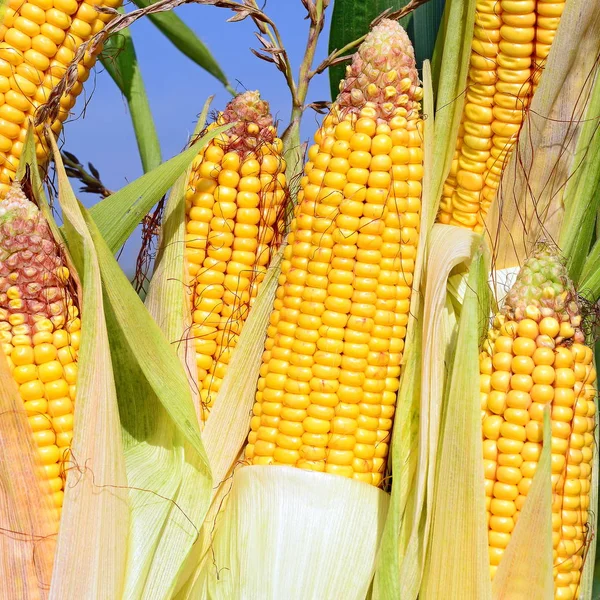 Close View Ripe Corn Cobs Field — 图库照片