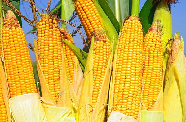 Close View Ripe Corn Cobs Field — Stockfoto