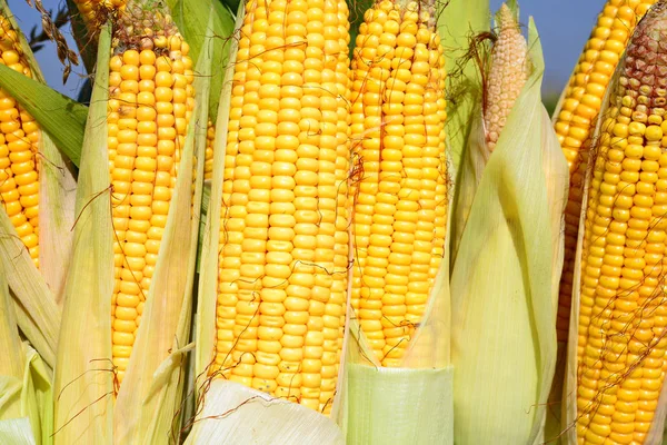 Close View Ripe Corn Cobs Field — Stock Photo, Image