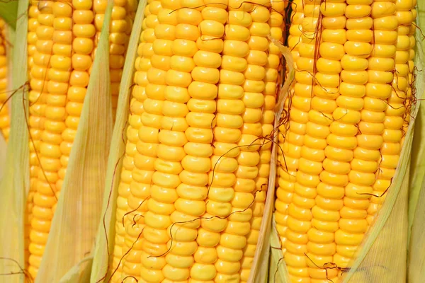 Close View Ripe Corn Cobs — Stock Photo, Image