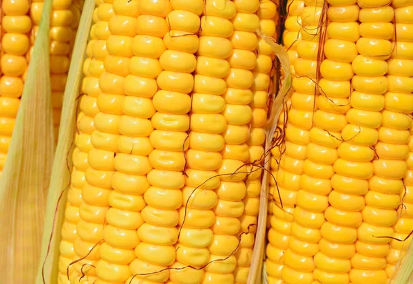 Close View Ripe Corn Cobs — Stok fotoğraf