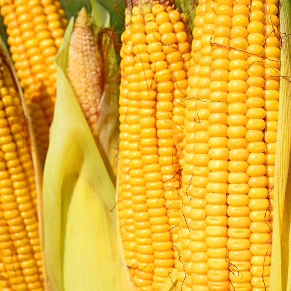 Close View Ripe Corn Cobs — Fotografia de Stock