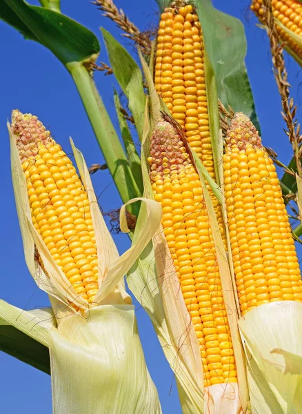 Close View Ripe Corn Cobs Field — 图库照片