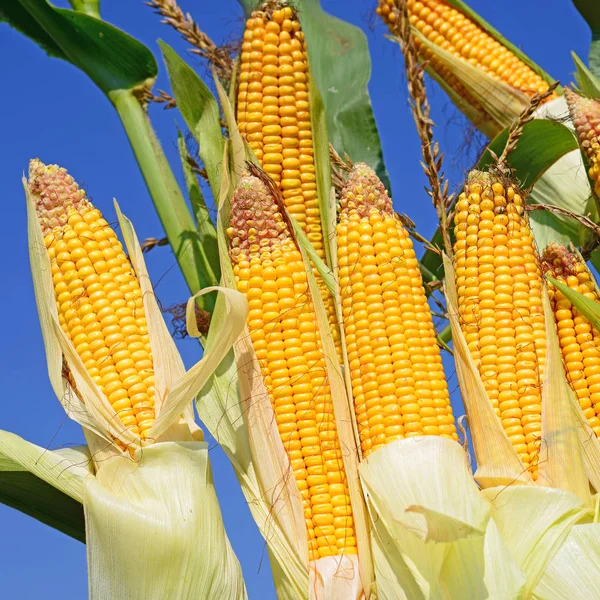 Close View Ripe Corn Cobs Field — 스톡 사진