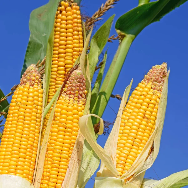 Close View Ripe Corn Cobs Field — Photo