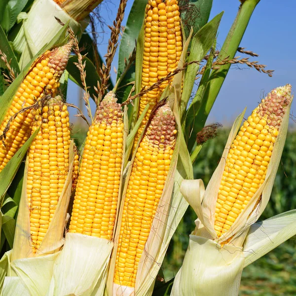 Close View Ripe Corn Cobs Field — Stockfoto