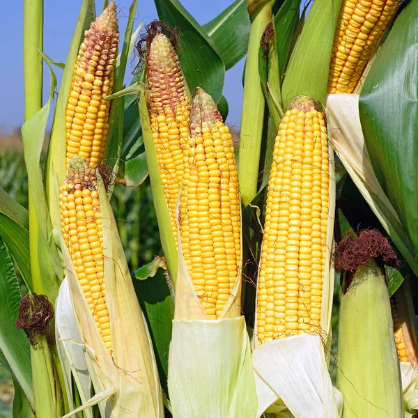 Close View Ripe Corn Cobs Field —  Fotos de Stock