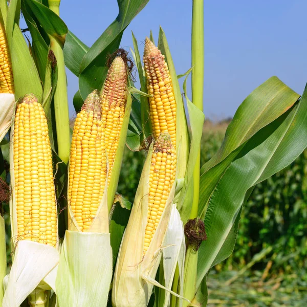 Close View Ripe Corn Cobs Field — 스톡 사진