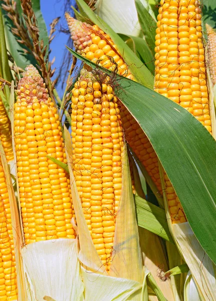 Close View Ripe Corn Cobs Field —  Fotos de Stock