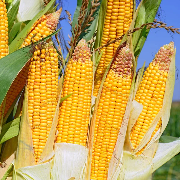 Close View Ripe Corn Cobs Field — Photo