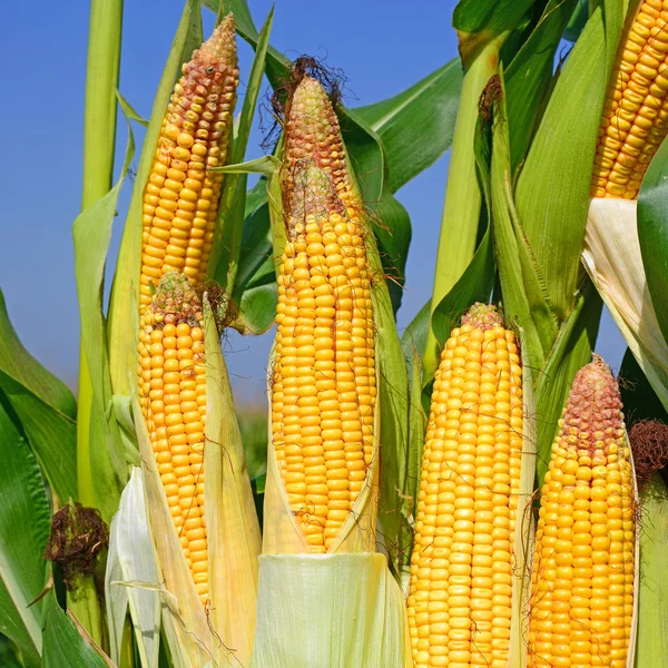 Крупним Планом Вид Стиглих Кукурудзяних Цицьок Полі — стокове фото