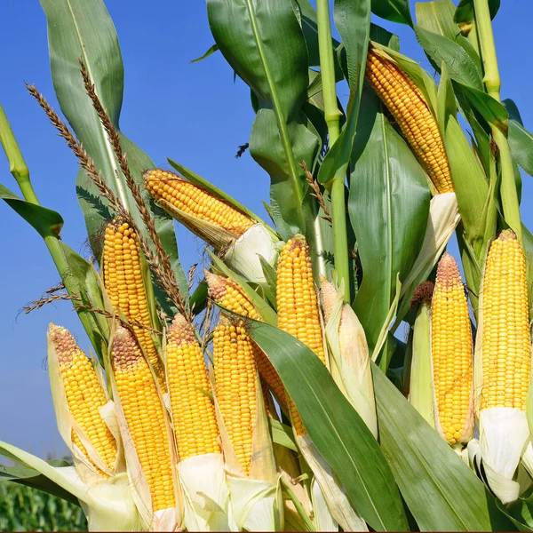 Close up view of ripe corn cobs in a field 