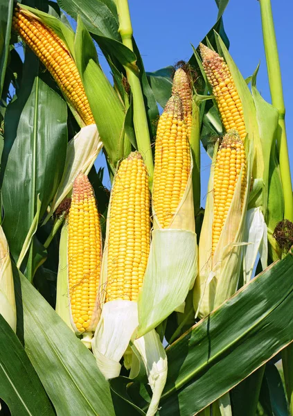 Close up view of ripe corn cobs in a field 