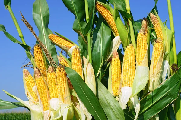 Close View Ripe Corn Cobs Field — Photo