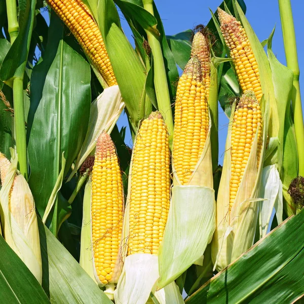 田里成熟玉米芯的近景 — 图库照片