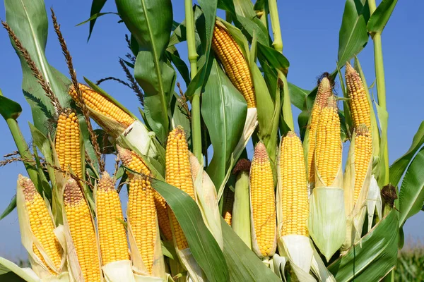 Close View Ripe Corn Cobs Field — Stockfoto