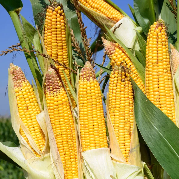 Close up view of ripe corn cobs in a field 