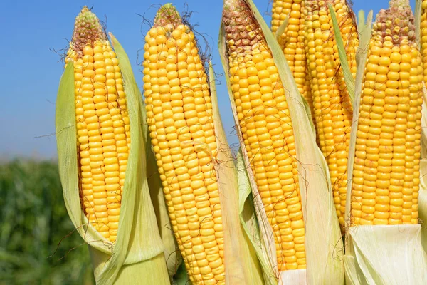 Close View Ripe Corn Cobs Field — Stockfoto