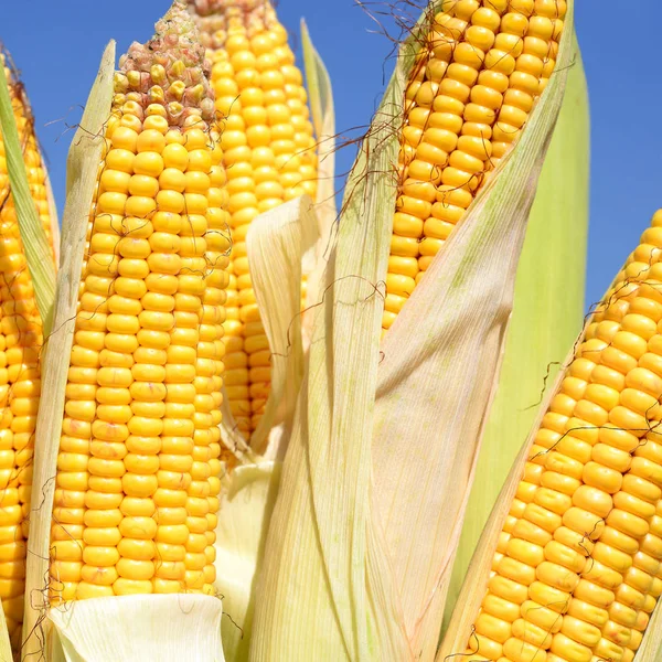 Close View Ripe Corn Cobs Field — Foto de Stock