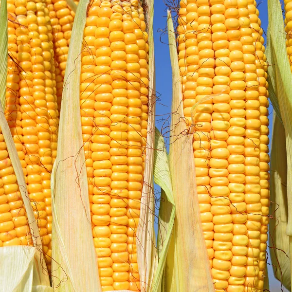 Close View Ripe Corn Cobs Field — ストック写真