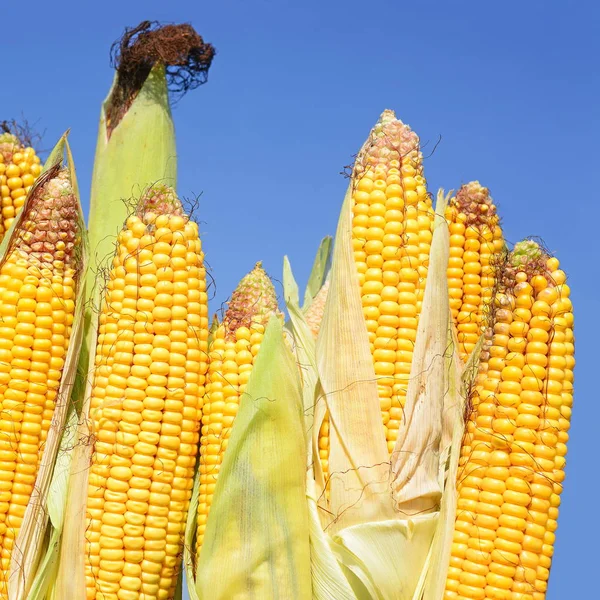 Close View Ripe Corn Cobs Field — Stockfoto