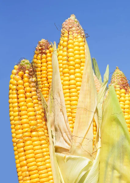 Close View Ripe Corn Cobs Field — Stockfoto