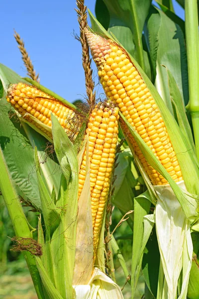 Close View Ripe Corn Cobs Field — Photo