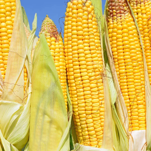 Close up view of ripe corn cobs in a field 