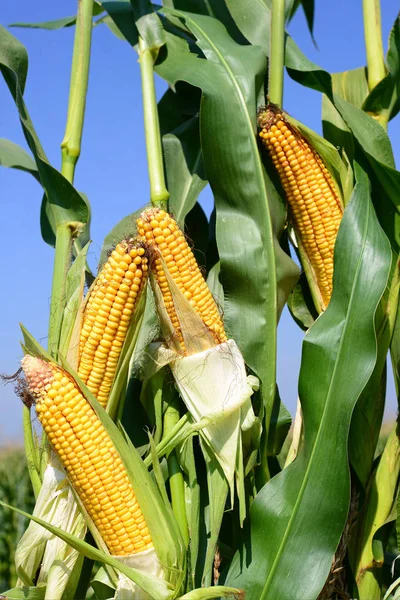 Close View Ripe Corn Cobs Field — Stock Fotó