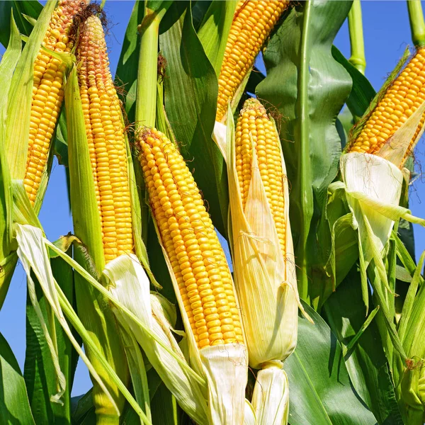 Close View Ripe Corn Cobs Field — Stockfoto