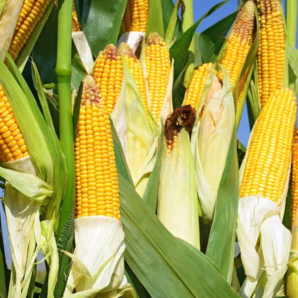 Close View Ripe Corn Cobs Field — Fotografia de Stock