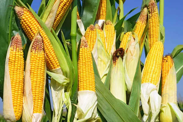 Крупним Планом Вид Стиглих Кукурудзяних Цицьок Полі — стокове фото