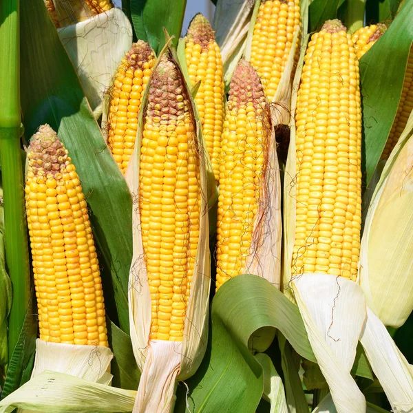 Close View Ripe Corn Cobs Field —  Fotos de Stock