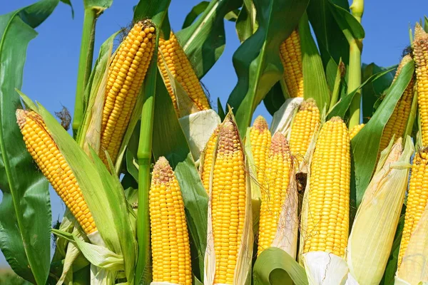 Close View Ripe Corn Cobs Field —  Fotos de Stock