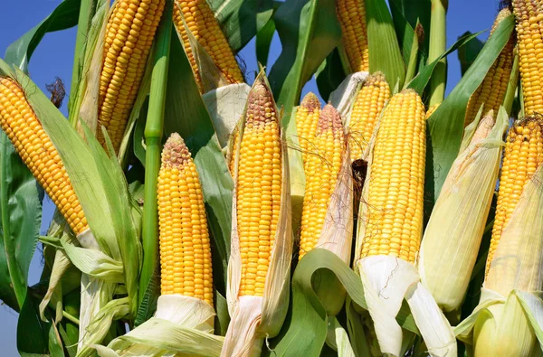 Close View Ripe Corn Cobs Field — Zdjęcie stockowe