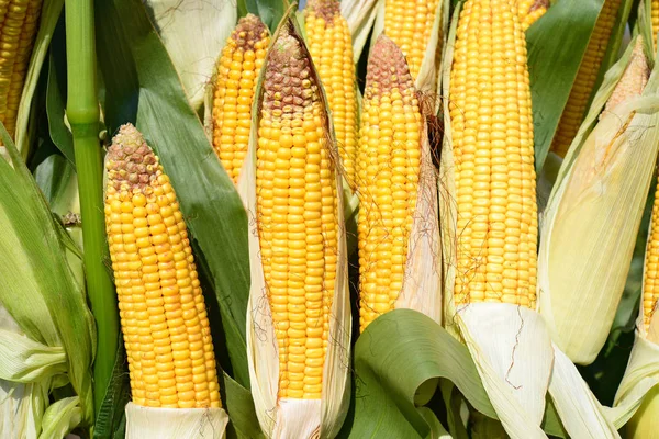 Close View Ripe Corn Cobs Field —  Fotos de Stock
