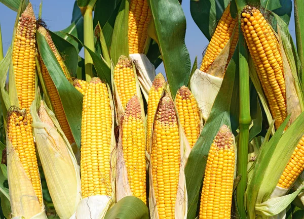 Close View Ripe Corn Cobs Field — Photo