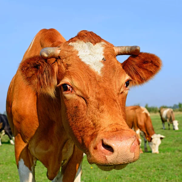 Cow Portrait Blue Sky Background — Stok fotoğraf