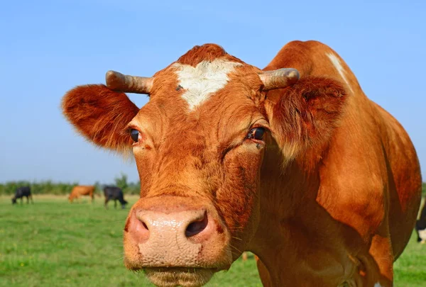 Portrait Vache Sur Fond Bleu Ciel — Photo