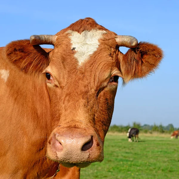 Cow Portrait Blue Sky Background — Zdjęcie stockowe