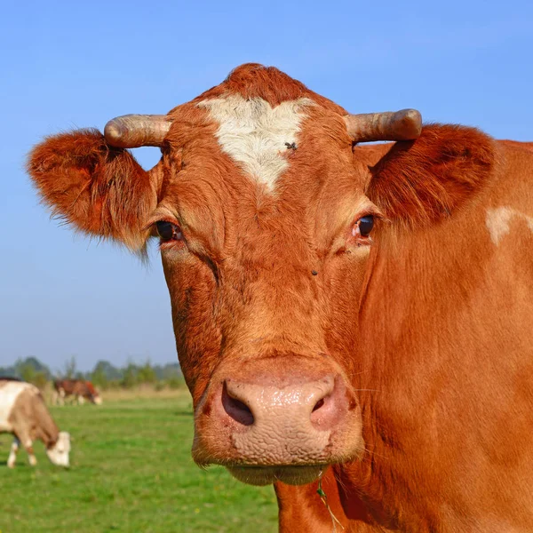 Cow Portrait Blue Sky Background — Stok fotoğraf